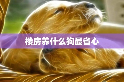 樓房養什么狗最省心