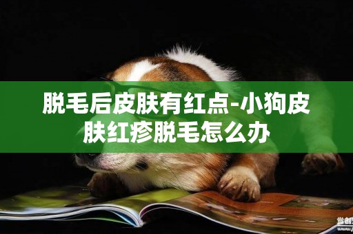脫毛后皮膚有紅點-小狗皮膚紅疹脫毛怎么辦