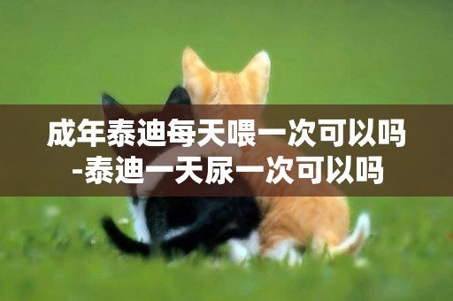 成年泰迪每天喂一次可以嗎-泰迪一天尿一次可以嗎