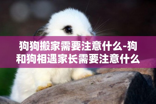 狗狗搬家需要注意什么-狗和狗相遇家長需要注意什么