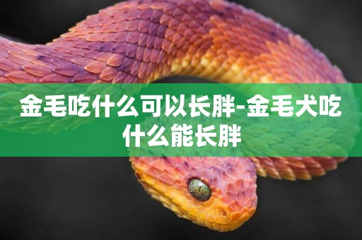 金毛吃什么可以長胖-金毛犬吃什么能長胖