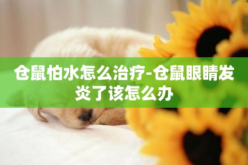 倉鼠怕水怎么治療-倉鼠眼睛發炎了該怎么辦