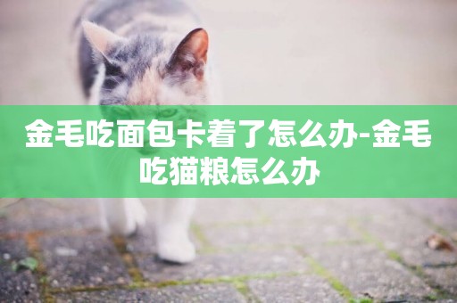 金毛吃面包卡著了怎么辦-金毛吃貓糧怎么辦