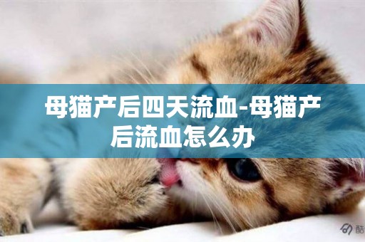 母貓產后四天流血-母貓產后流血怎么辦