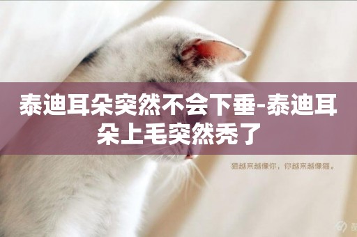 泰迪耳朵突然不會下垂-泰迪耳朵上毛突然禿了