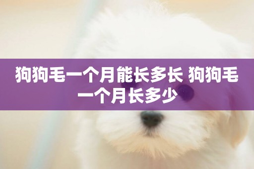 狗狗毛一個月能長多長 狗狗毛一個月長多少