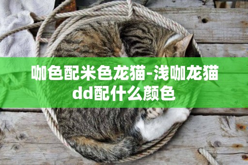 咖色配米色龍貓-淺咖龍貓dd配什么顏色