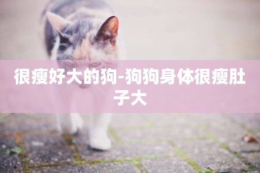 很瘦好大的狗-狗狗身體很瘦肚子大