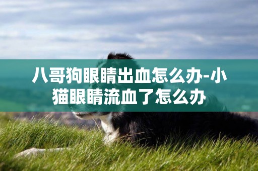八哥狗眼睛出血怎么辦-小貓眼睛流血了怎么辦