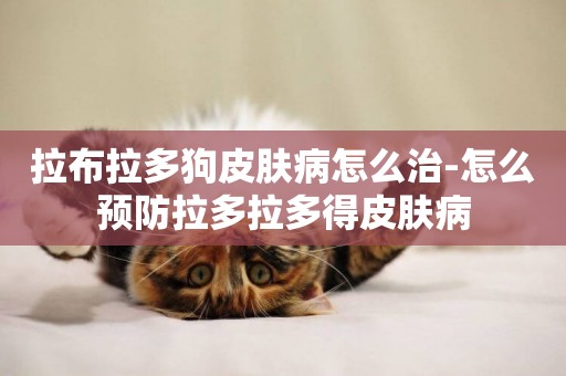 拉布拉多狗皮膚病怎么治-怎么預防拉多拉多得皮膚病