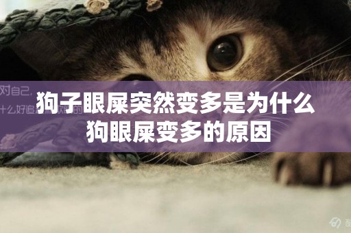 狗子眼屎突然變多是為什么 狗眼屎變多的原因