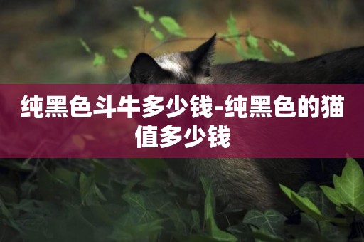 純黑色斗牛多少錢-純黑色的貓值多少錢