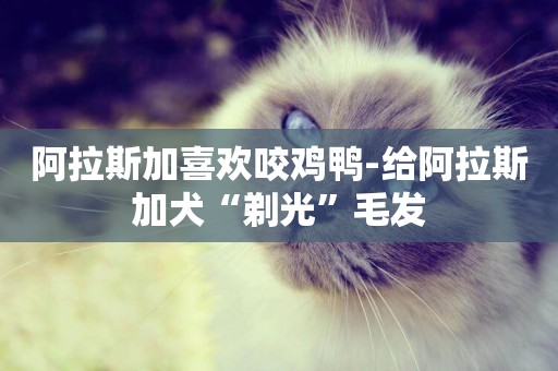 阿拉斯加喜歡咬雞鴨-給阿拉斯加犬“剃光”毛發