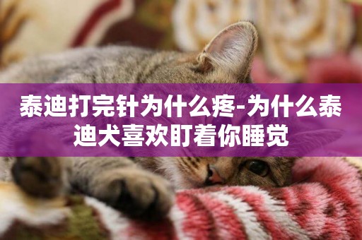 泰迪打完針為什么疼-為什么泰迪犬喜歡盯著你睡覺