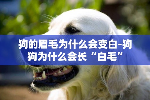 狗的眉毛為什么會變白-狗狗為什么會長“白毛”