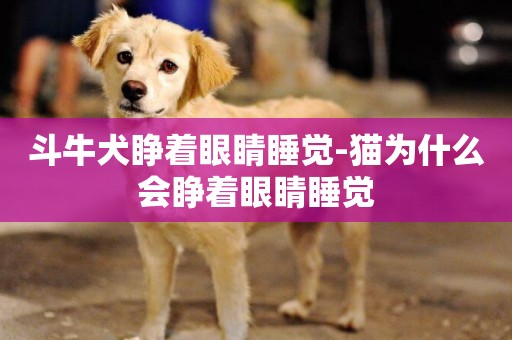 斗牛犬睜著眼睛睡覺-貓為什么會睜著眼睛睡覺