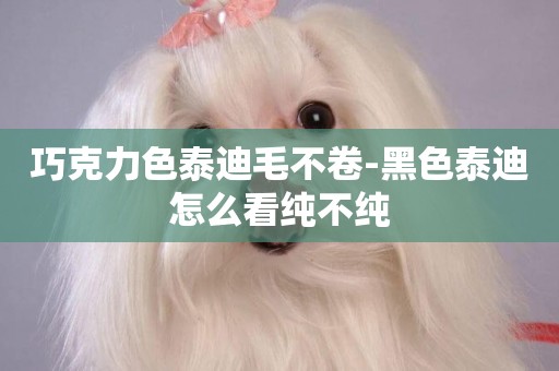 巧克力色泰迪毛不卷-黑色泰迪怎么看純不純
