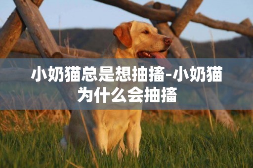 小奶貓總是想抽搐-小奶貓為什么會抽搐