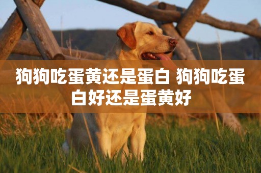 狗狗吃蛋黃還是蛋白 狗狗吃蛋白好還是蛋黃好