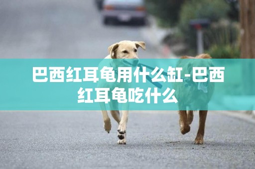 巴西紅耳龜用什么缸-巴西紅耳龜吃什么