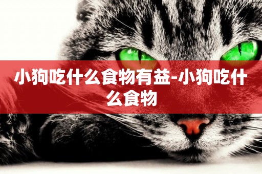 小狗吃什么食物有益-小狗吃什么食物