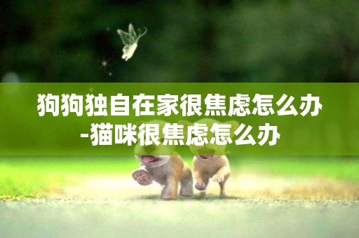 狗狗獨自在家很焦慮怎么辦-貓咪很焦慮怎么辦