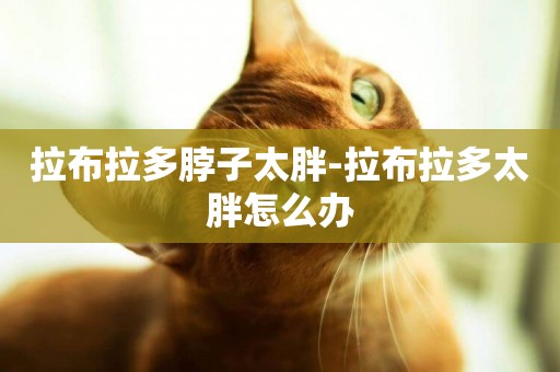拉布拉多脖子太胖-拉布拉多太胖怎么辦