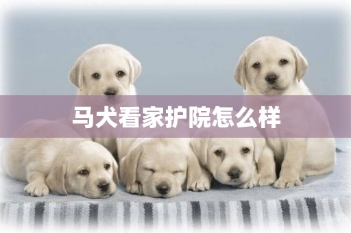 馬犬看家護院怎么樣