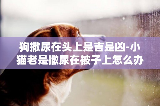 狗撒尿在頭上是吉是兇-小貓老是撒尿在被子上怎么辦