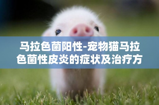 馬拉色菌陽性-寵物貓馬拉色菌性皮炎的癥狀及治療方法