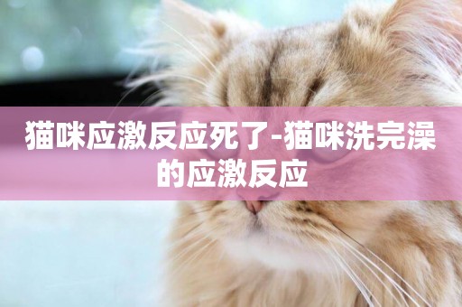 貓咪應激反應死了-貓咪洗完澡的應激反應