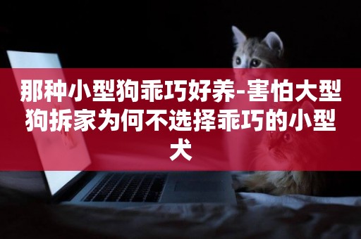 那種小型狗乖巧好養-害怕大型狗拆家為何不選擇乖巧的小型犬