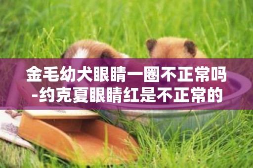金毛幼犬眼睛一圈不正常嗎-約克夏眼睛紅是不正常的嗎