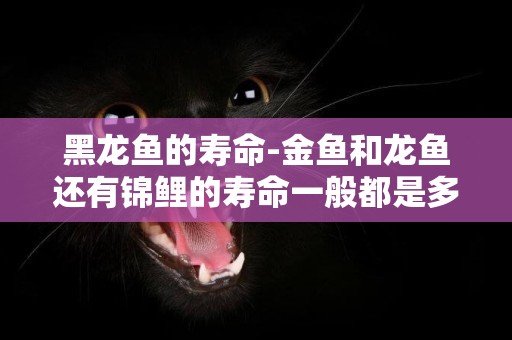 黑龍魚的壽命-金魚和龍魚還有錦鯉的壽命一般都是多少年呢