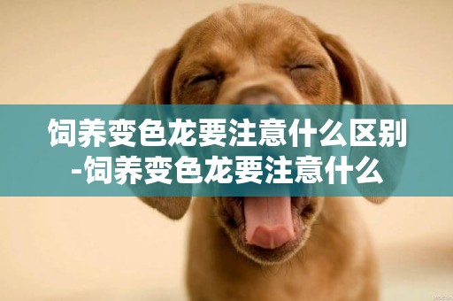 飼養變色龍要注意什么區別-飼養變色龍要注意什么