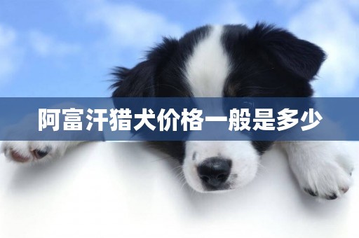 阿富汗獵犬價格一般是多少
