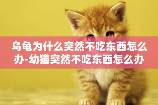 烏龜為什么突然不吃東西怎么辦-幼貓突然不吃東西怎么辦