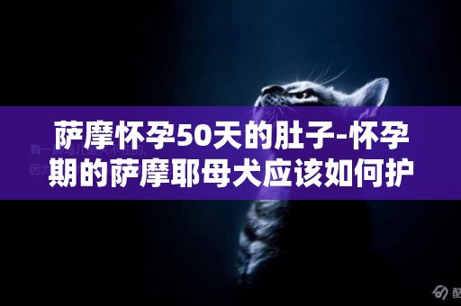 薩摩懷孕50天的肚子-懷孕期的薩摩耶母犬應該如何護理