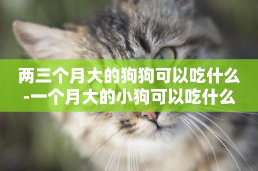 兩三個月大的狗狗可以吃什么-一個月大的小狗可以吃什么