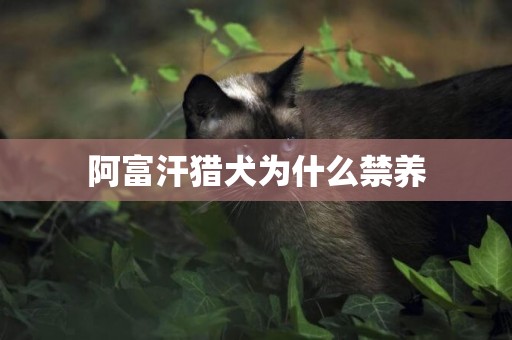 阿富汗獵犬為什么禁養