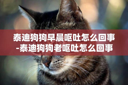 泰迪狗狗早晨嘔吐怎么回事-泰迪狗狗老嘔吐怎么回事