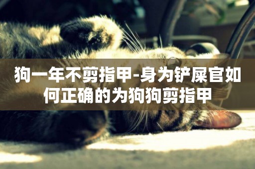 狗一年不剪指甲-身為鏟屎官如何正確的為狗狗剪指甲