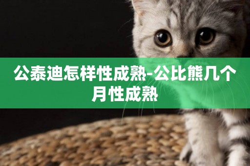 公泰迪怎樣性成熟-公比熊幾個月性成熟