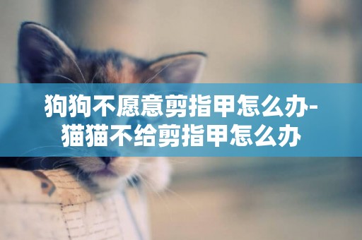 狗狗不愿意剪指甲怎么辦-貓貓不給剪指甲怎么辦