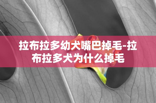 拉布拉多幼犬嘴巴掉毛-拉布拉多犬為什么掉毛