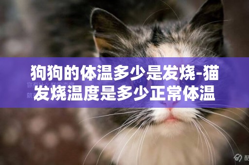 狗狗的體溫多少是發燒-貓發燒溫度是多少正常體溫