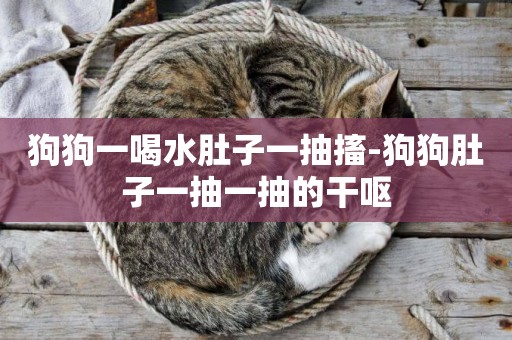 狗狗一喝水肚子一抽搐-狗狗肚子一抽一抽的干嘔