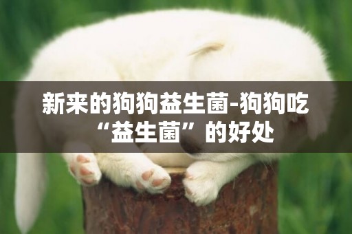 新來的狗狗益生菌-狗狗吃“益生菌”的好處