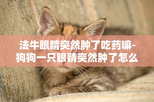 法牛眼睛突然腫了吃藥嘛-狗狗一只眼睛突然腫了怎么回事