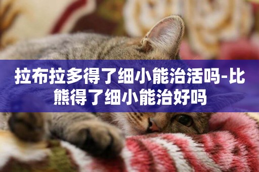 拉布拉多得了細小能治活嗎-比熊得了細小能治好嗎